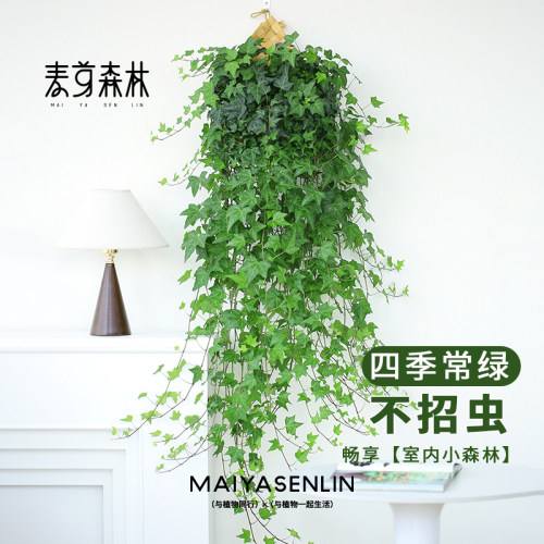 直播专属丨常春藤爬藤垂吊绿植观叶春季精选四季生长常青枝花园