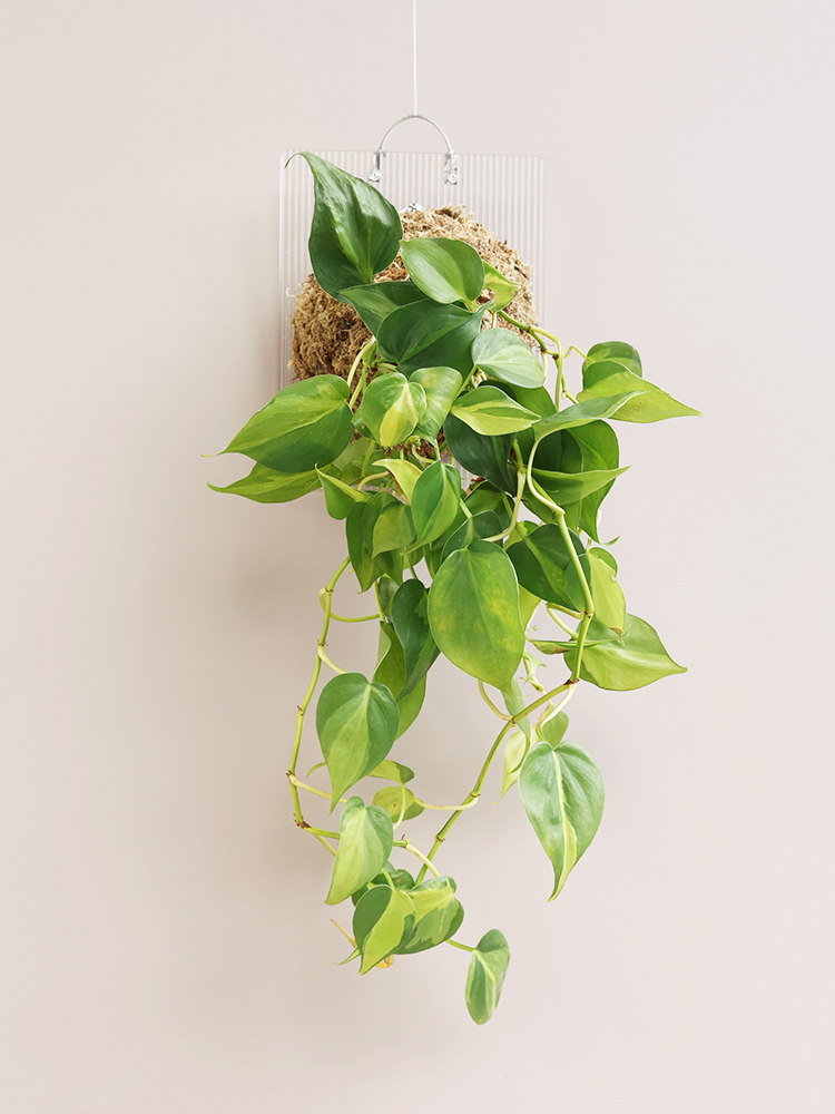 麦芽森林 杏叶葛手工板上垂吊绿植杏叶藤吊兰室内客厅好养吸甲醛