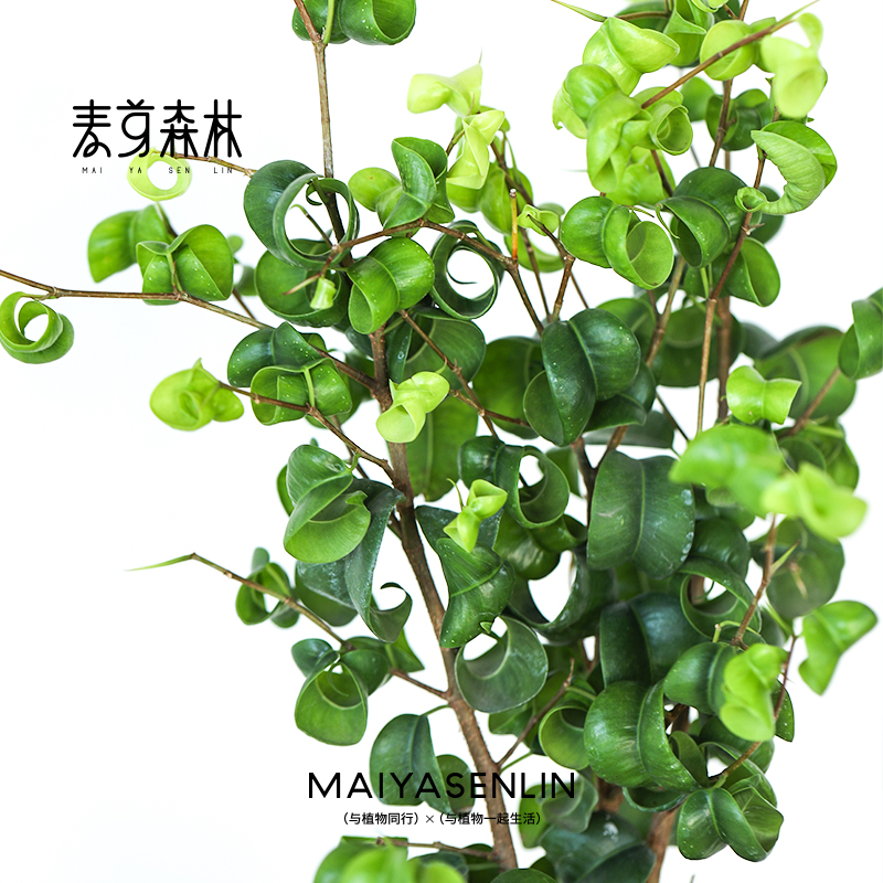 把幸福卷起来丨网红植物卷叶榕卷福情绪稳定植物盆栽办公室内桌面
