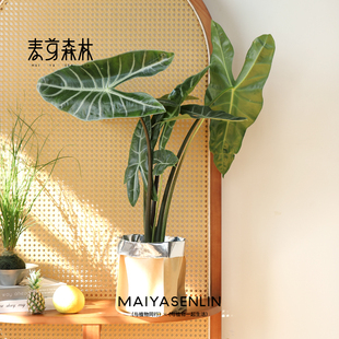 银脉剑叶海芋可水培热带植物高颜值好养室内水培植物水养绿植