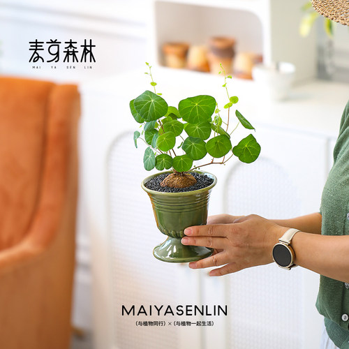 山乌龟一叶龟金不换陶瓷盆栽室内阳台爬藤观叶水培好养绿植物