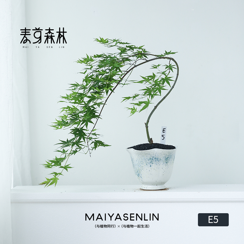 合集丨造型流泉枫一物一拍丨盆栽室内桌面绿植好养造型枫树客厅