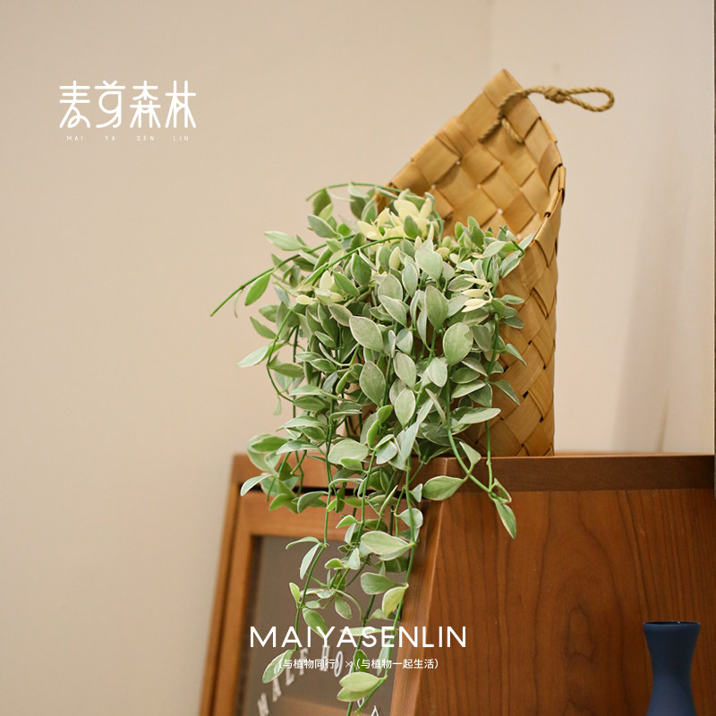 金边翡翠吊篮花篮挂墙绿植壁挂植物多肉吊兰懒人好养阳台室内盆栽