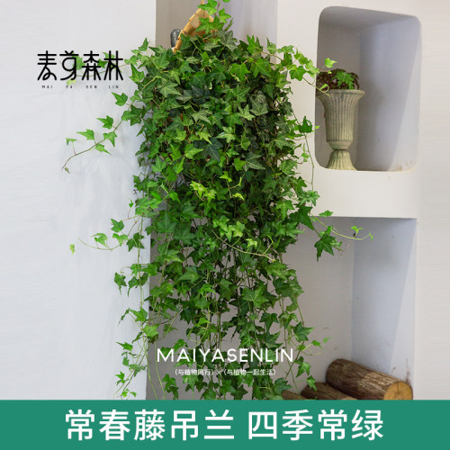 常春藤吊兰垂吊植物去除异味
