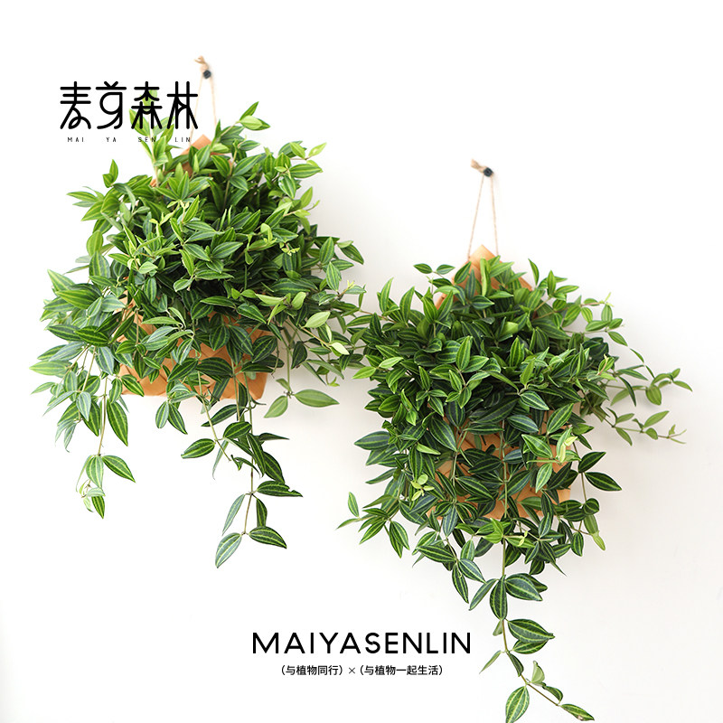 钻石翡翠吊兰室内绿植精品垂吊客厅卧室净化空气懒人好养挂篮带盆
