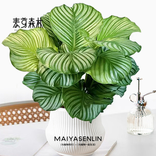 青苹果孔雀竹芋盆栽网红室内客厅办公室好养易活四季常青绿植