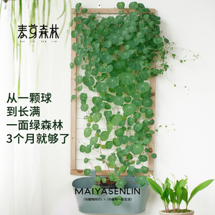 【山乌龟】一叶龟金不换种球盆栽室内阳台爬藤观叶水培好养绿植物