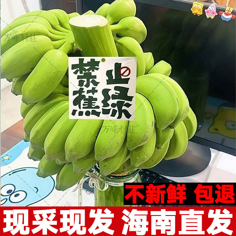 禁止焦虑香蕉整串办公室水培香蕉拒绝蕉绿可食芭蕉桌面绿植小米蕉