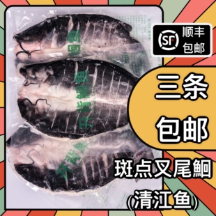 半天妖同款商用淡水鱼鲜活冷冻袋装腌制开背反骨清江鱼叉鮰鱼烤鱼