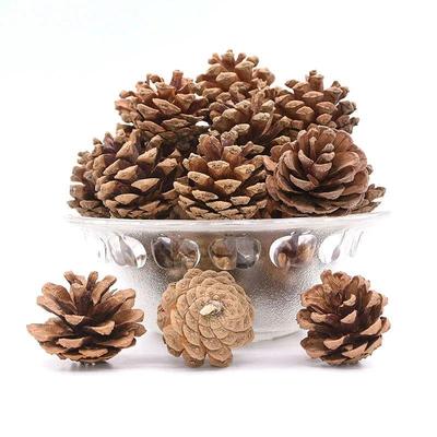 PineCones 3 to 4cm Natural Pine Cones for Christmas e Decor
