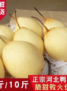 正宗河北鸭梨大果新鲜10斤水晶梨子水果当季整箱包邮5斤赵县雪梨