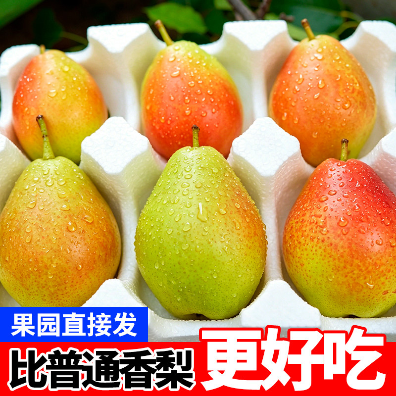 正宗现摘头茬特级香梨新鲜水果