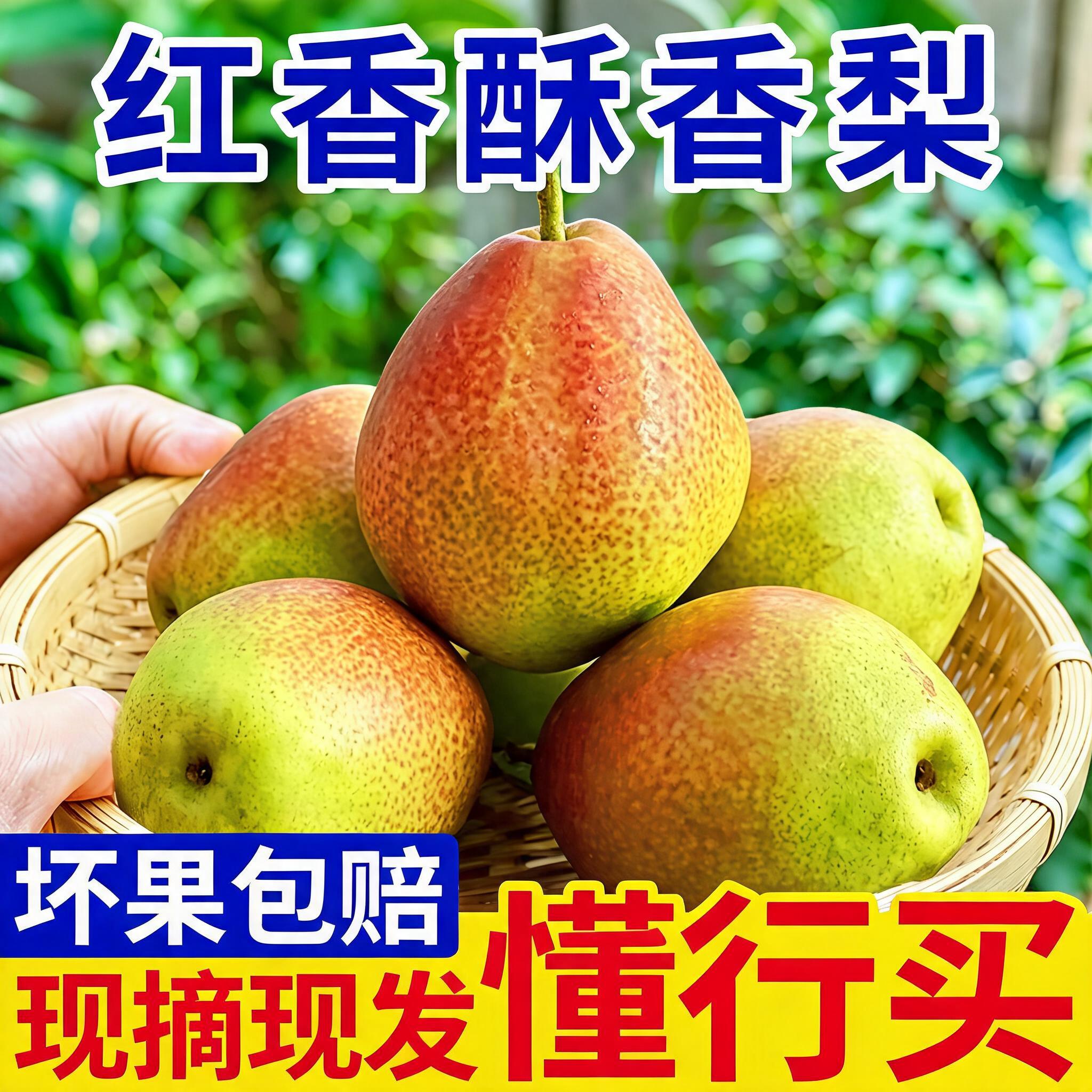 现摘香梨新鲜梨子应季水果新梨七号皮薄脆甜多汁红香酥梨批发整箱