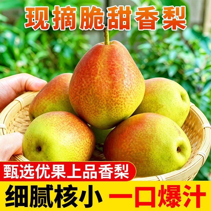 现摘香梨新鲜梨子应季水果新梨七号皮薄脆甜多汁红香酥梨批发整箱