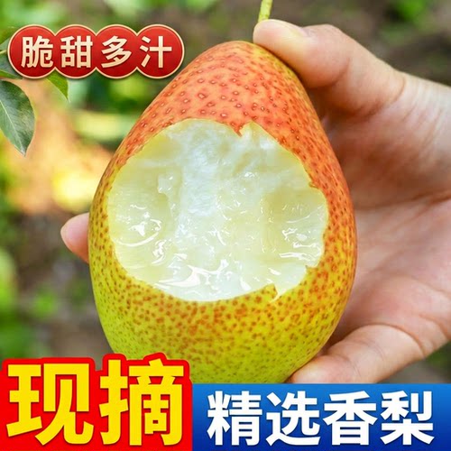 当季红香酥梨新鲜水果香梨整箱10斤脆甜皮薄梨子5斤包邮源自新疆