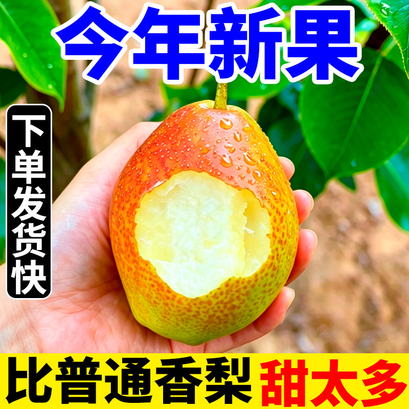 红香酥梨新疆梨子新鲜水果当季薄皮香梨青酥梨脆甜蜜雪梨整箱包邮