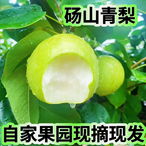 [顺丰]安徽砀梨水果现摘先发新鲜当季应季青梨梨子装箱包邮