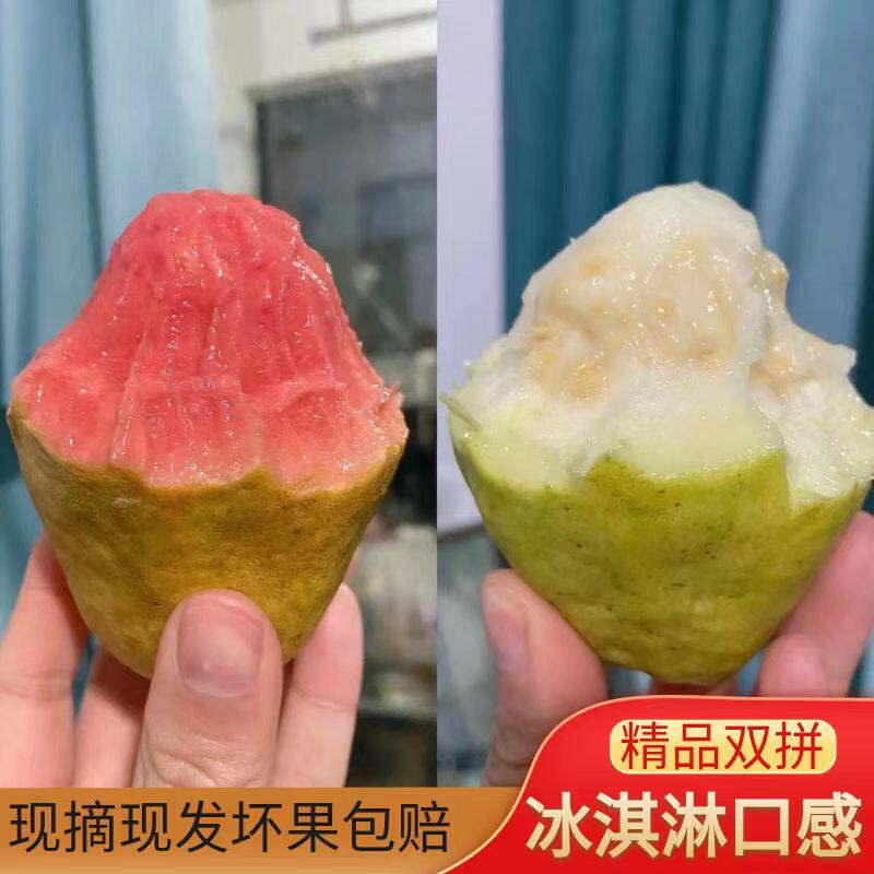 顺丰包邮福建漳州奶油冰激凌红白双拼奶油草莓芭乐水果番石榴