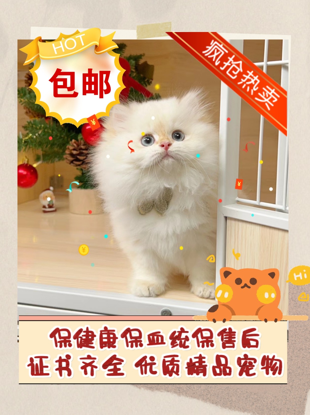 金点英短猫咪活体cfa纯血统认证猫咪金点拿破仑高脚短毛曼基康