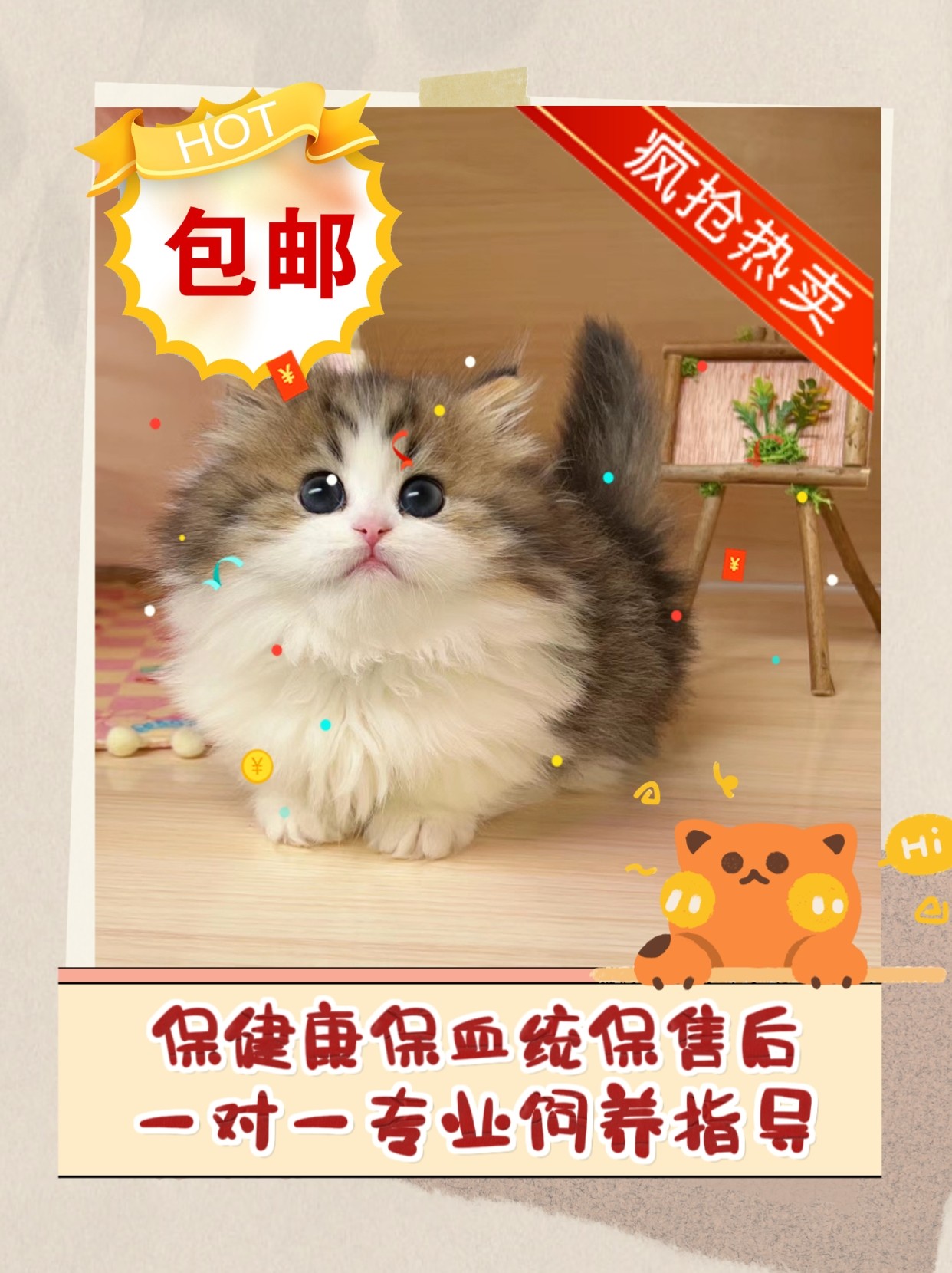 金加白英短猫咪活体cfa纯血统认证金加白拿破仑高脚短毛曼基康