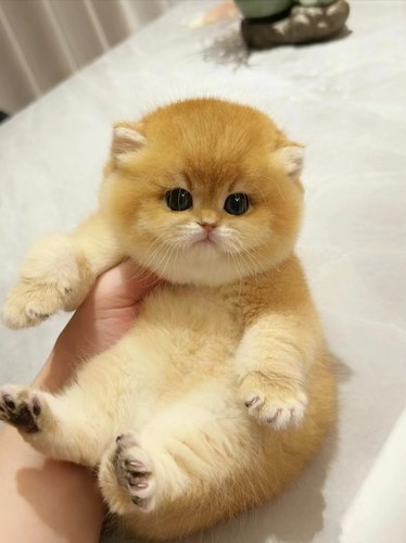 英短金渐层纯种幼猫蓝金渐层矮脚猫活体幼崽宠物猫咪活物