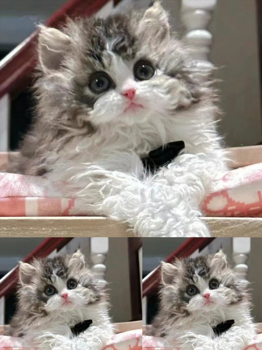 塞尔凯克卷毛猫幼猫活体不掉毛纯合子长毛羊羔毛泰迪卷矮脚猫