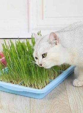 Seedling Sprouter Tray Plant Tray Seedling Tray Propagation