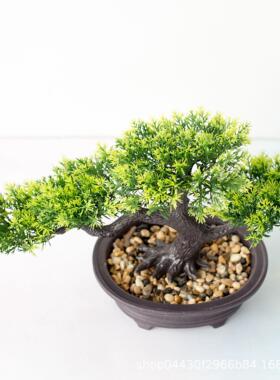 Welcome pine bonsai decoration simulation plant bonsai home