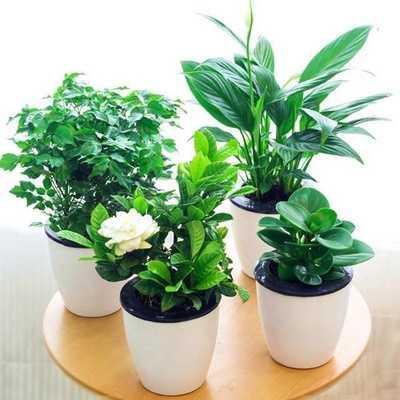 Green plant ornaments small potted plants real flowers