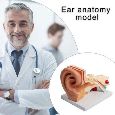 Anatomical Auditory Organ Model Enlarged Human Ear Anatomy