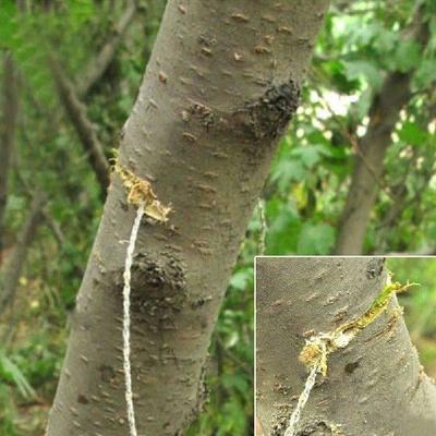 Outdoor Pocket Saw Professional Travel Wild Emergency