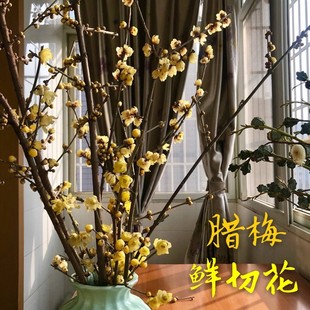腊梅鲜花水养枝条带花苞鲜切花素心梅干枝插水开花浓香型年宵花卉