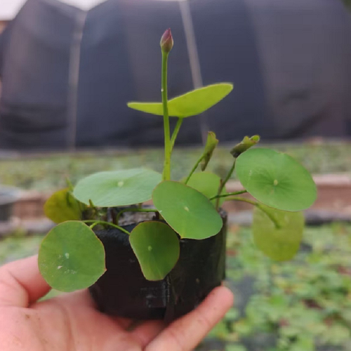 微型碗莲种藕根茎带花苞