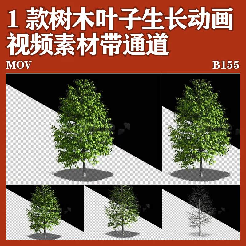 树木叶子植物生长动画后期科普动态视频PR素材带通道免抠