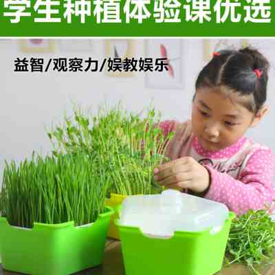 新品苗种植盘芽菜麦q苗家用塑料托g盘无土栽培葱苗蒜苗幼儿园