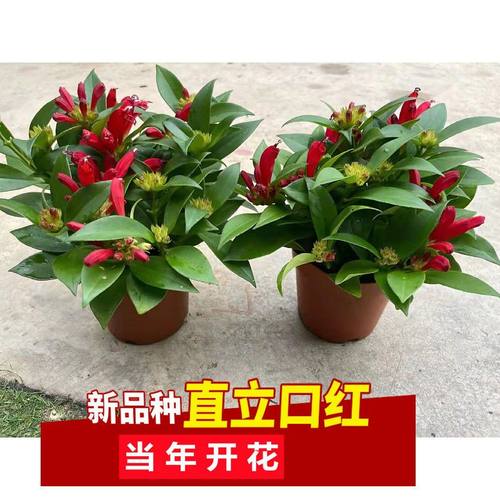 开花植物阳台吊兰盆栽口红吊兰