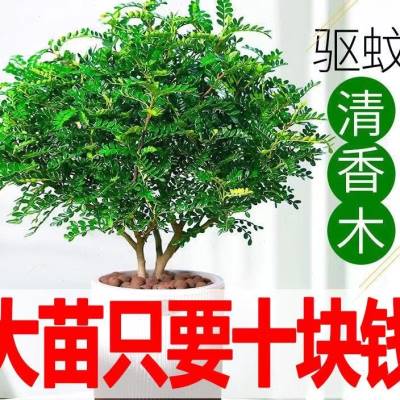 清香木胡椒木驱蚊草植物室内防蚊净化空气绿植薄荷天竺葵食虫草