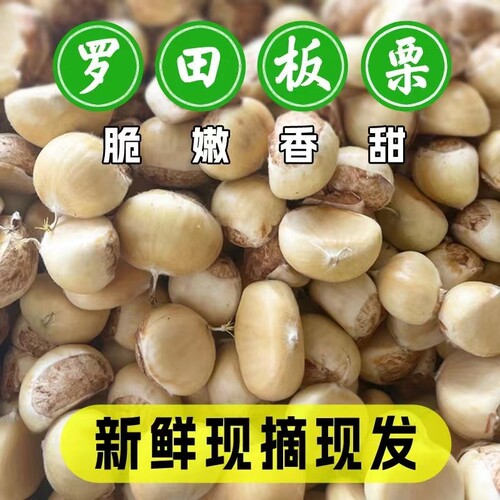 湖北罗田板栗白皮带刺球白皮板栗油板栗新鲜生油板栗野生栗子现摘