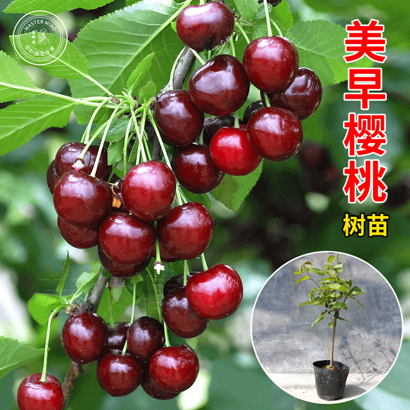 车厘子樱桃树树苗庭院种植