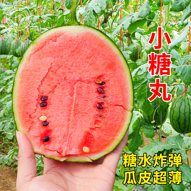 小糖丸西瓜种子苏梦6号小型迷你型薄皮西瓜种籽早熟高产盆栽瓜孑