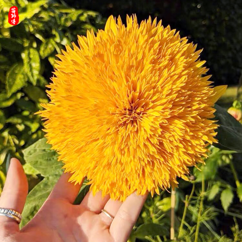 玩具熊向日葵种子苗种籽小夏矮生太阳花观赏盆栽四季种植幼苗孑秧