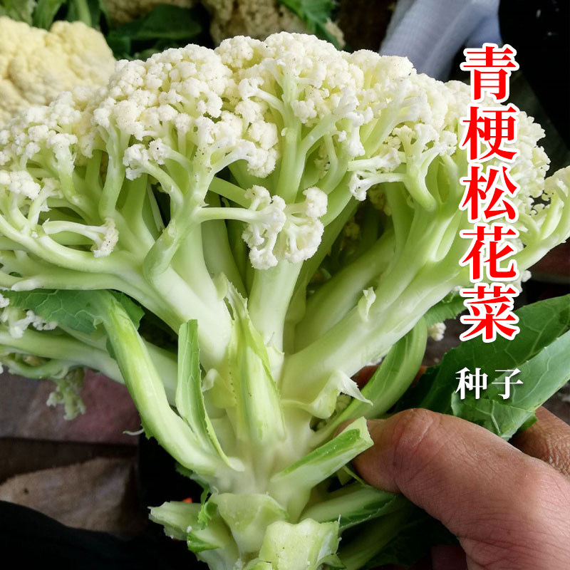 青梗松花菜种子种籽花菜菜花花椰菜耐热高产秋冬季四季蔬菜孑