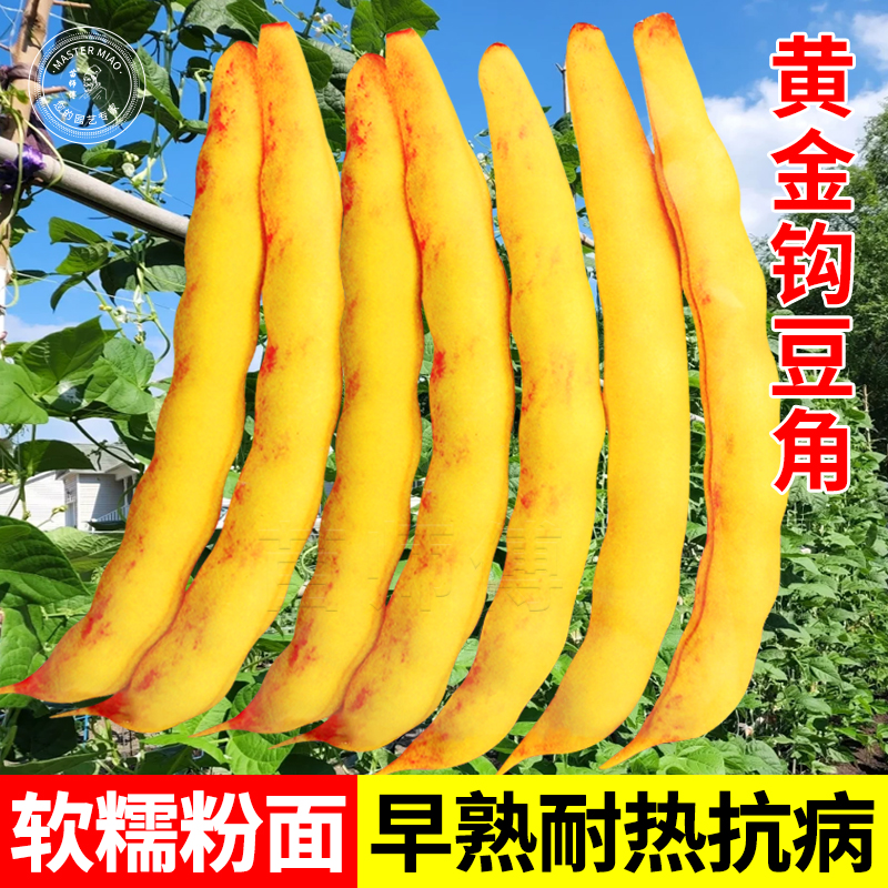 蔬菜黄金钩夏季东北勾架豆角种子