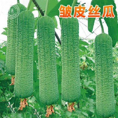 皱皮丝瓜种子种籽肉丝瓜棱丝瓜特长早熟高产春季四季蔬菜苗秧种孑