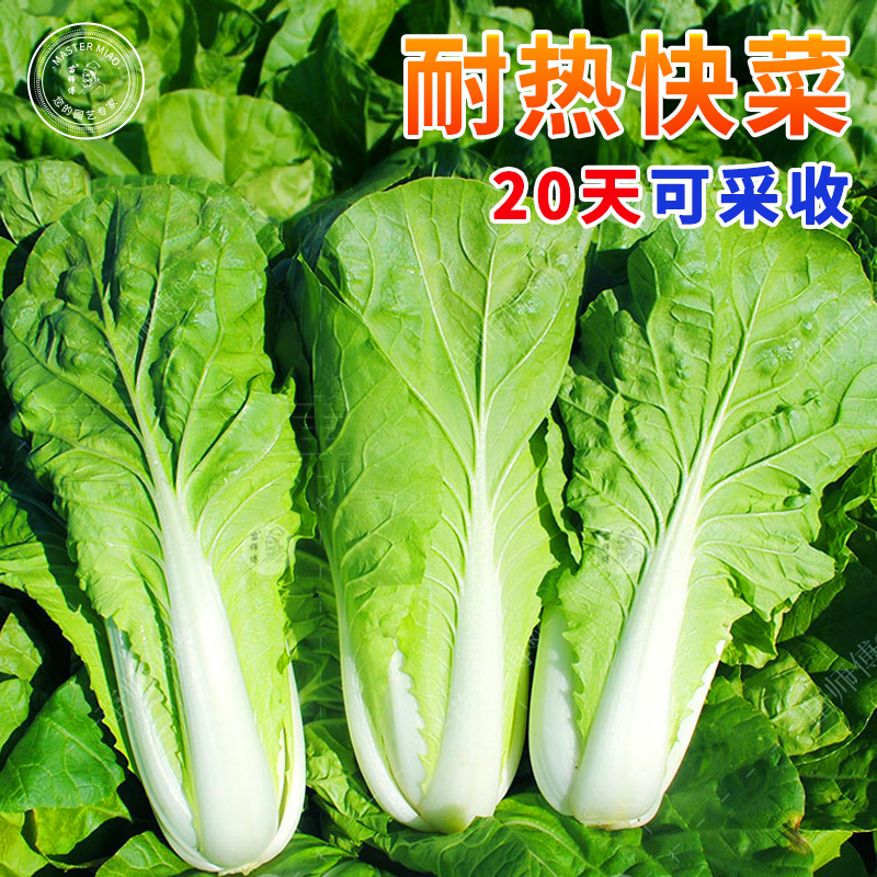 耐热速生快菜 种子种籽早熟长江5号536四季盆栽小白菜青菜孑