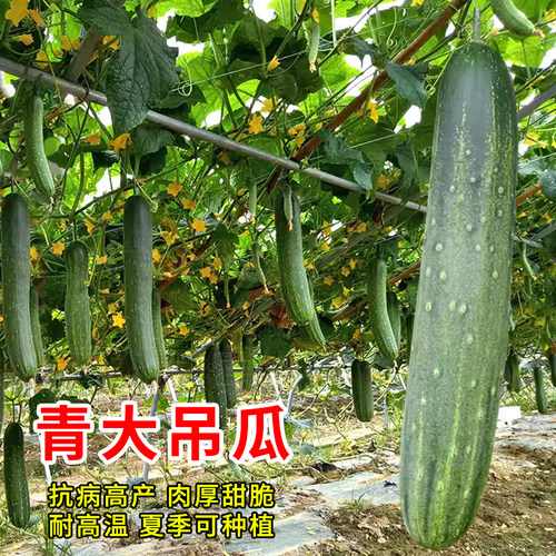 蔬菜揭阳种子高产吊瓜