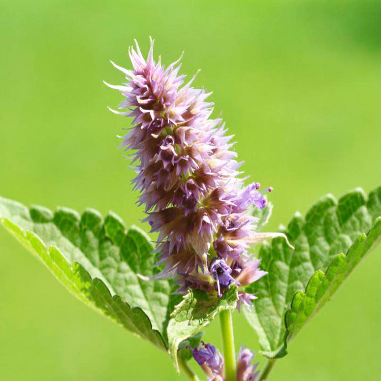 苗师傅种苗新鲜藿香正气苗种子盆栽香草苗蔬菜苗花卉绿植花草苗