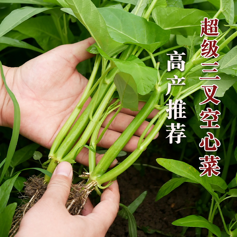 【签到可抵】超级三叉空心菜种子50g
优选种子颗粒清晰可辨,分量也超足,自家菜地或者盆栽种植都非常容易成活,绿色无公害,吃自己种的菜更放心~这个价格是血亏了,签到后更实惠,赶紧抢购哦。