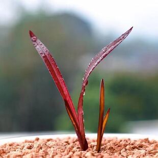 正品兰花红草红荷名贵红芽红花网红草精品矮种小盆栽室内阳台花卉