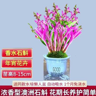 带花七彩香水石斛兰苗浓香型水培花卉绿植室内盆栽送花盆桌面